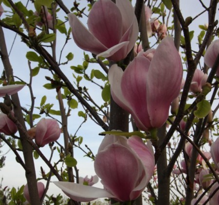Magnolia soul. 'Sundew', šácholan Soulangeův 'Sundew', 60-80, bal